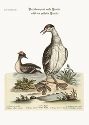 Der schwarz-weiße Zwergtaucher und der Ohrentaucher, 1749-73